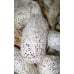 Madagascan Moon Moth mittrei  giant cocoons 